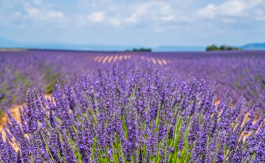 Dağların arka planında gün ışığında renkli lavanta tarlaları. Valensole yakınlarındaki muhteşem manzara. Provence, Fransa.