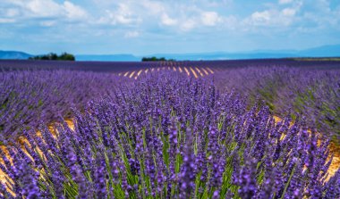 Dağların arka planında gün ışığında renkli lavanta tarlaları. Valensole yakınlarındaki muhteşem manzara. Provence, Fransa.