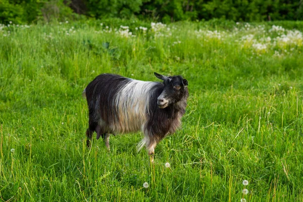 Black White Domestic Goat Farm Goat Standing Green Grass Sunny — Stock Photo, Image