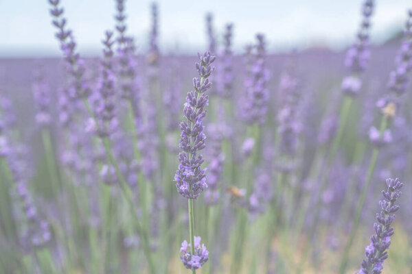 Избирательное внимание к цветкам лаванды в цветочном поле. Лавандовые цветы, освещенные солнечным светом. Provence, Valensole Plateau, France.