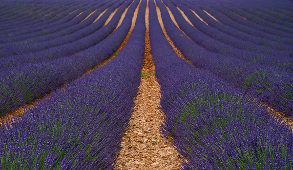Lavendelveld Zonlicht Provence Plateau Valensole Mooi Beeld Van Lavendelveld Rijen — Stockfoto
