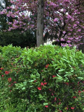 Doğal bir arka plan olarak kiraz çiçekleri. Botanik konsepti. Lüks tatil tasarımı için doğal bir zemin oluşturan bahar çiçekleri.