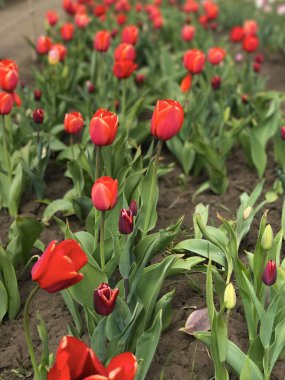 Bahar manzarasının arka planında parlak ve renkli çiçekler. Renkli lale grubu. Çiçek lalesi güneş ışığıyla aydınlatılır. Yumuşak seçici odak.