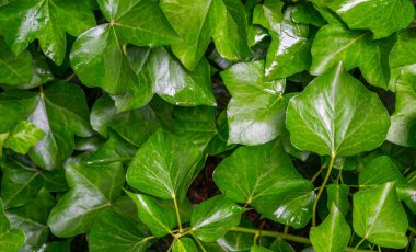 Yeşil yapraklar desen arka plan. Doğal arka plan.