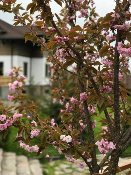 Zoete Kersenbloesems Van Warme Lente Verse Groene Boombladeren Prachtige Japanse — Stockfoto