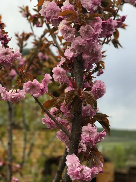 暖かい春の甘い桜 新鮮な緑の木の葉 ピンク色の美しい日本の観賞用チェリーがクローズアップされています 自然背景 — ストック写真