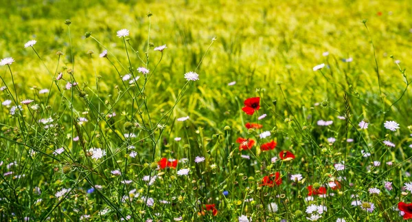 Piękne Pole Poranne Jasnym Słońcem Wiosenny Krajobraz Kwiatów Łąki Wiosna — Zdjęcie stockowe