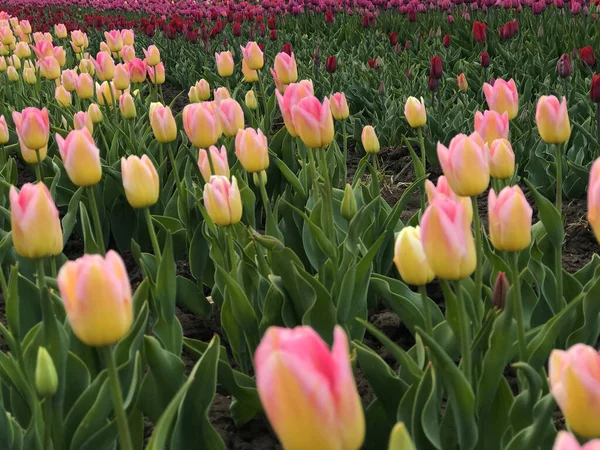 Jasne Kolorowe Kwiaty Tle Wiosennego Krajobrazu Grupa Kolorowych Tulipanów Tulipan — Zdjęcie stockowe