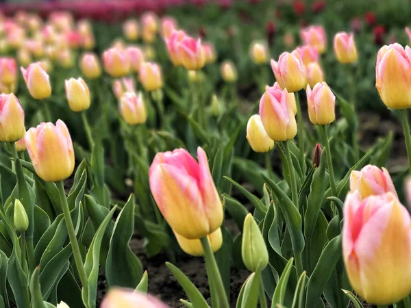 Jasne Kolorowe Kwiaty Tle Wiosennego Krajobrazu Grupa Kolorowych Tulipanów Tulipan — Zdjęcie stockowe