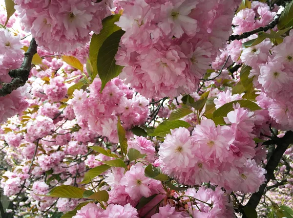 Selective focus of beautiful cherry blossom. Flower and botanical decoration concept. Floral abstract art on nature background, cherry flowers in bloom as nature backdrop for luxury holiday design.