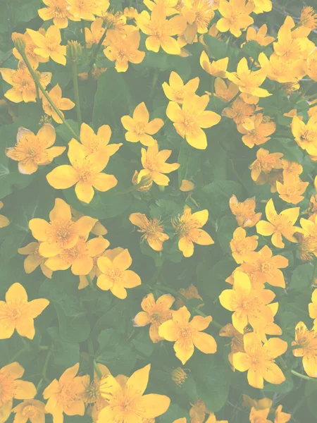 Bloementuinen Bloeien Prachtig Het Voorjaar Vintage Achtergrond Kleine Gele Bloemen — Stockfoto