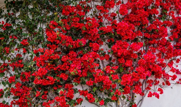 百合花 花序花作为背景 植物的背景 红花盛开在白墙上 意大利Portofino — 图库照片