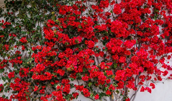 Bugainvillea Blommor Bougainvillea Blommor Som Bakgrund Blommig Bakgrund Röda Bougainvillea — Stockfoto