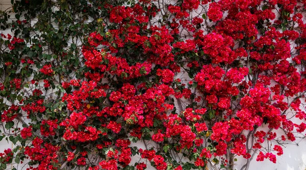 百合花 花序花作为背景 植物的背景 红花盛开在白墙上 意大利Portofino — 图库照片