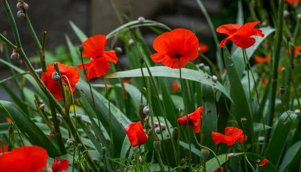 Vackert Fält Röda Vallmo Blomma Vallmo Blommar Bakgrunden Vallmo Blommor — Stockfoto