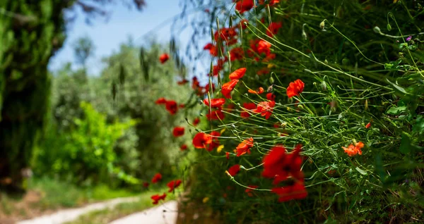 Vackra Röda Vallmo Solskenet Frankrike Provence Blomma Vallmo Blommar Bakgrunden — Stockfoto