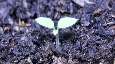 zaman atlamalı genç bitki