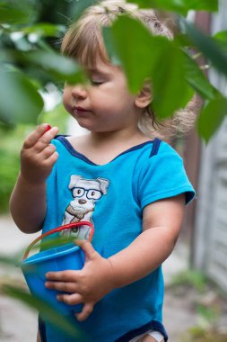 Malzeme çekme ve sıcak güneşli yaz aylarında organik kiraz çiftlikte kiraz yemek mutlu sevimli küçük çocuk çocuk. Olgun kırmızı meyveler.