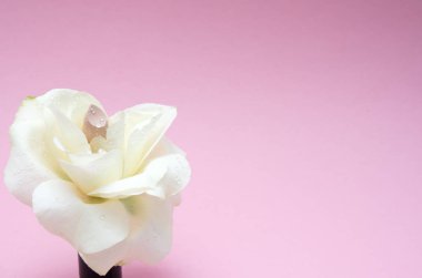 Beyaz parlak gül ve ruj ya da kapatıcı pembe bir arka plan üzerinde renkli kompozisyonu. Yumuşak odak