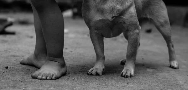 Paws of a dog and feet of the kid. Child legs and dog paws on the floor. Friendship with a dog. Black and white