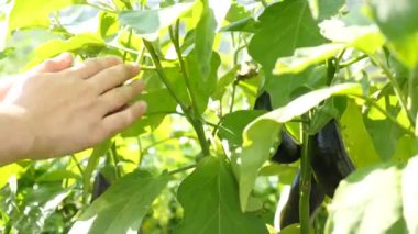 Olgun patlıcan hasadı çiftçi