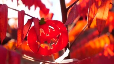 Turuncu kabak yuvarlak