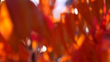 Turuncu kabak yuvarlak