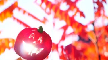 Bahçe Güz Pumpkins 