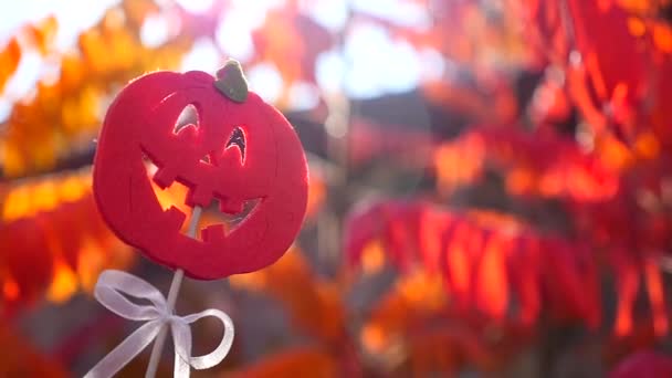 Calabaza naranja redonda — Vídeo de stock