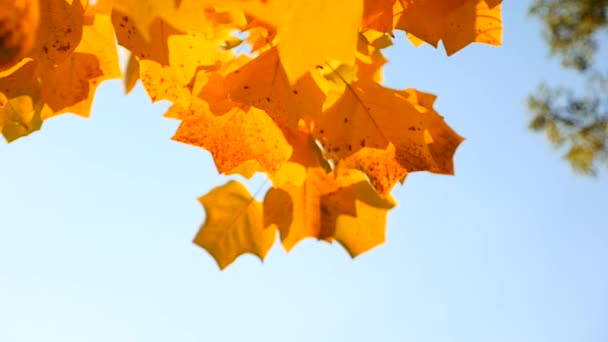Herfst bladeren die vallen in Park — Stockvideo