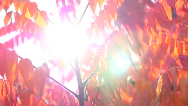 Ág, piros és narancssárga levelekkel. Őszi koncepció. — Stock videók