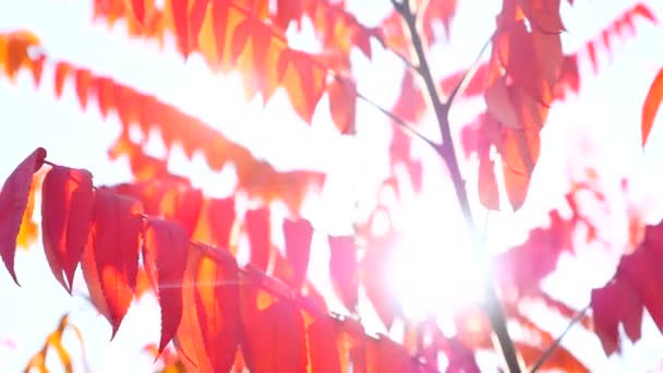 Tak met rode en oranje bladeren. Herfst concept. — Stockvideo