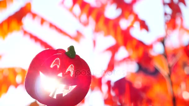 Гарбузи в саду восени — стокове відео