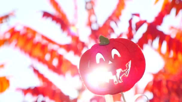 Pumpkins in the garden in autumn — Stock Video