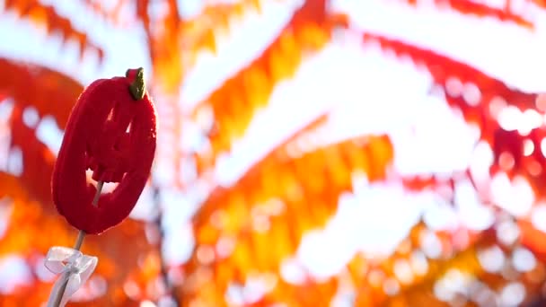 Calabazas en el jardín en otoño — Vídeo de stock