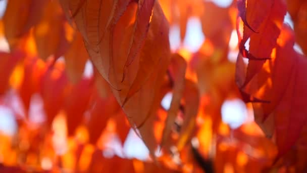 Κόκκινα φύλλα φθινοπώρου — Αρχείο Βίντεο