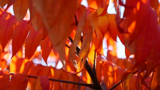 Hojas rojas de otoño — Vídeos de Stock