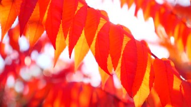 Güneş parlıyor sonbahar yaprakları