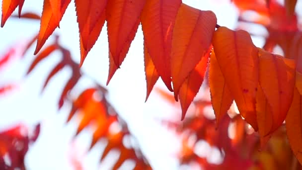 Kırmızı sonbahar yaprakları — Stok video