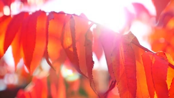 Parkta düşen sonbahar yaprakları — Stok video