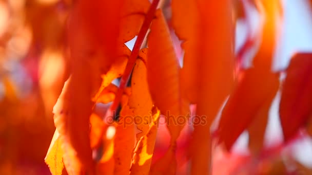 Foglie rosse d'autunno — Video Stock