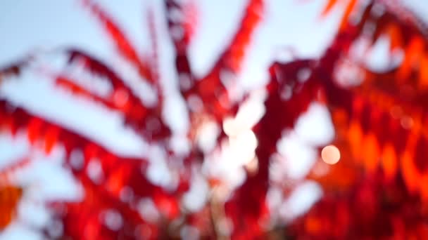 Rode herfstbladeren — Stockvideo