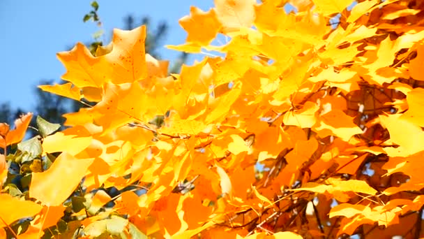 Rama con hojas amarillas. Concepto de otoño . — Vídeos de Stock