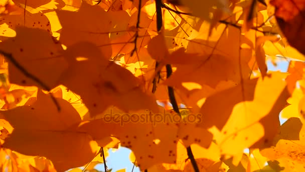 Őszi levelek alá tartozó parkban — Stock videók