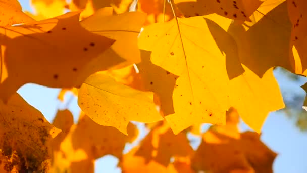 黄色的树叶分支。秋天的概念. — 图库视频影像