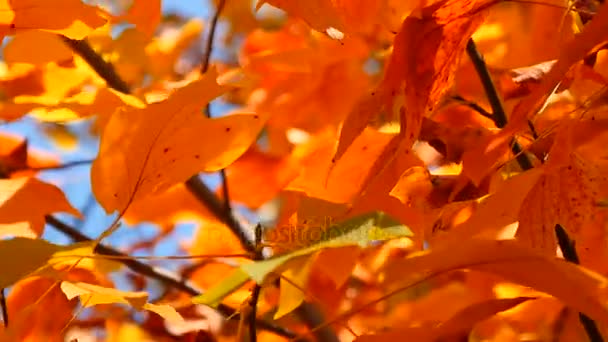 Tak met gele bladeren. Herfst concept. — Stockvideo