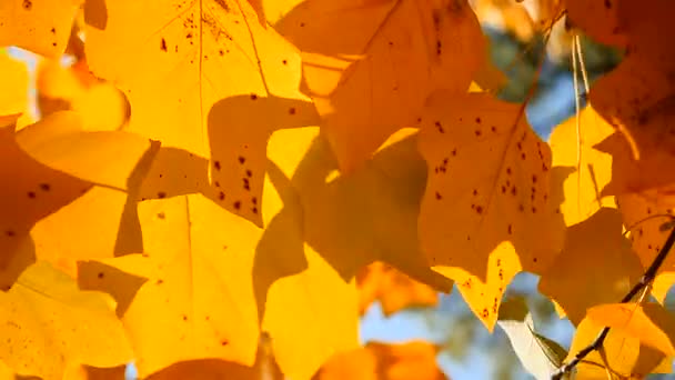 Tak met gele bladeren. Herfst concept. — Stockvideo