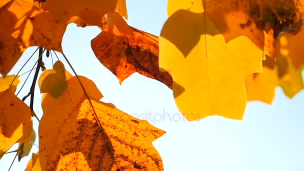 Υποκατάστημα με κίτρινα φύλλα. Έννοια του φθινοπώρου. — Αρχείο Βίντεο