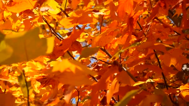 Повільний рух жовтого листя — стокове відео