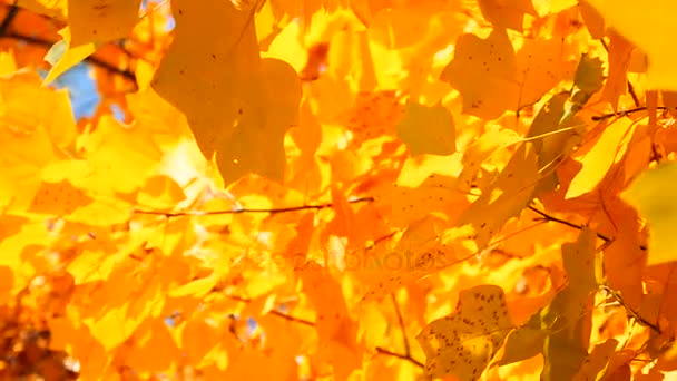Fallende Herbstblätter — Stockvideo